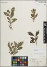 Foto von Salix myrsinifolia Salisb. x Salix phylicifolia L.